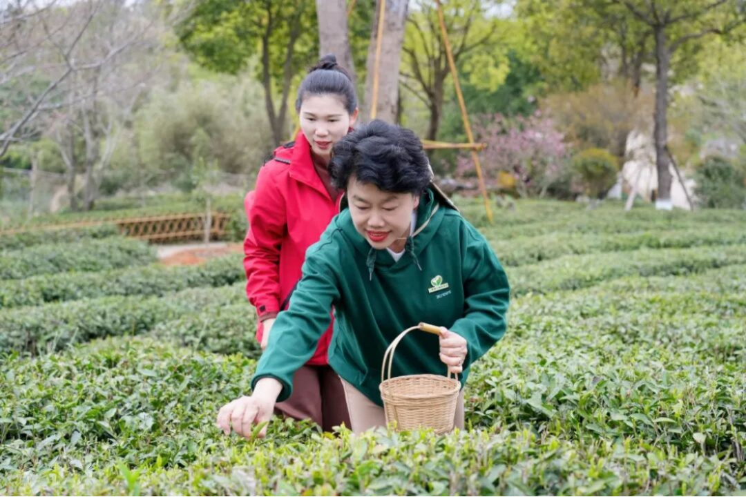 三棵树福鼎白茶园生态修复行动706