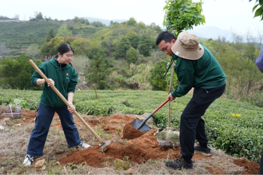 三棵树福鼎白茶园生态修复行动707