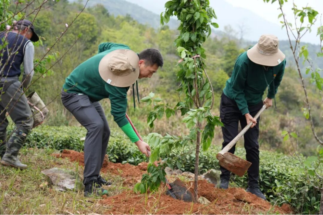 三棵树福鼎白茶园生态修复行动708