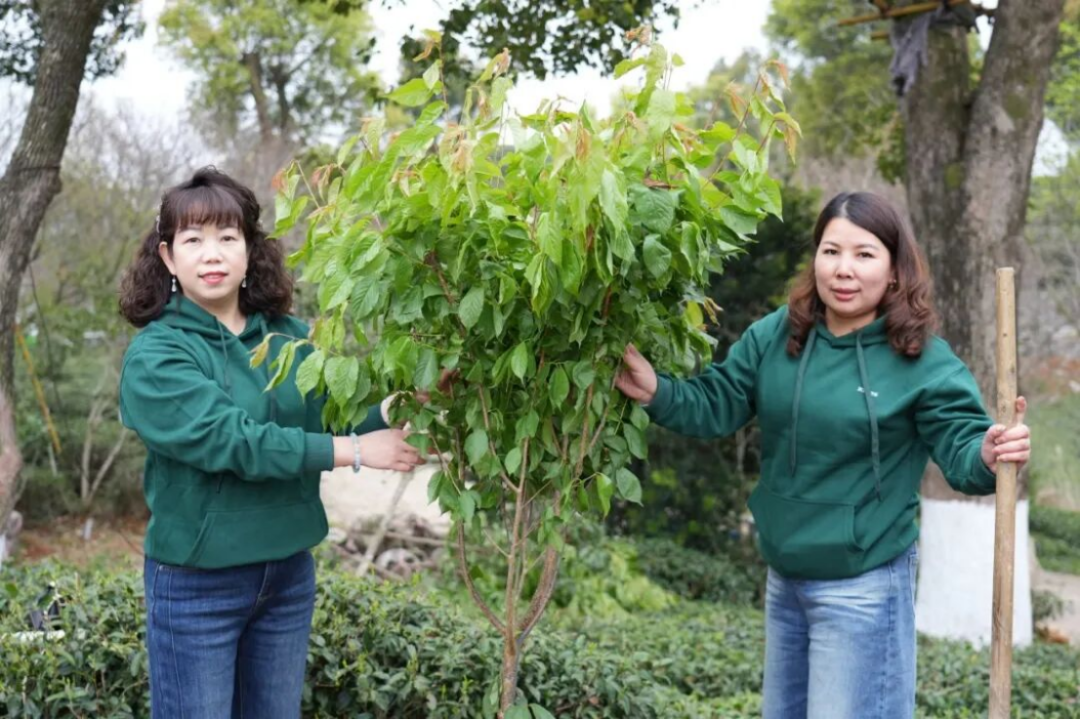 三棵树福鼎白茶园生态修复行动709