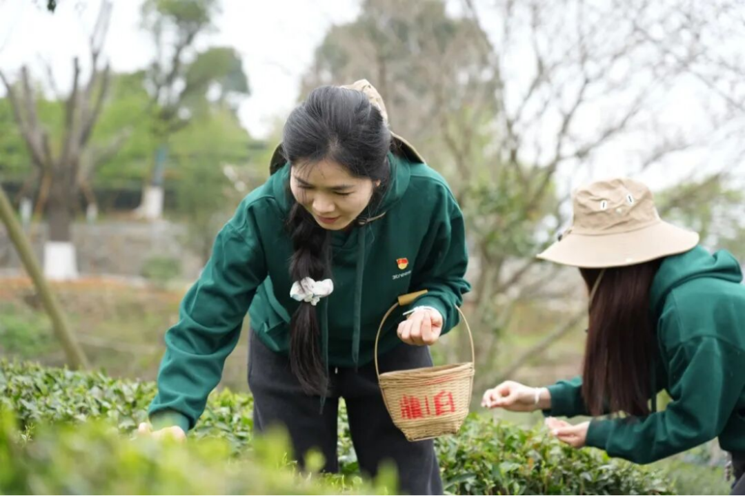 三棵树福鼎白茶园生态修复行动710